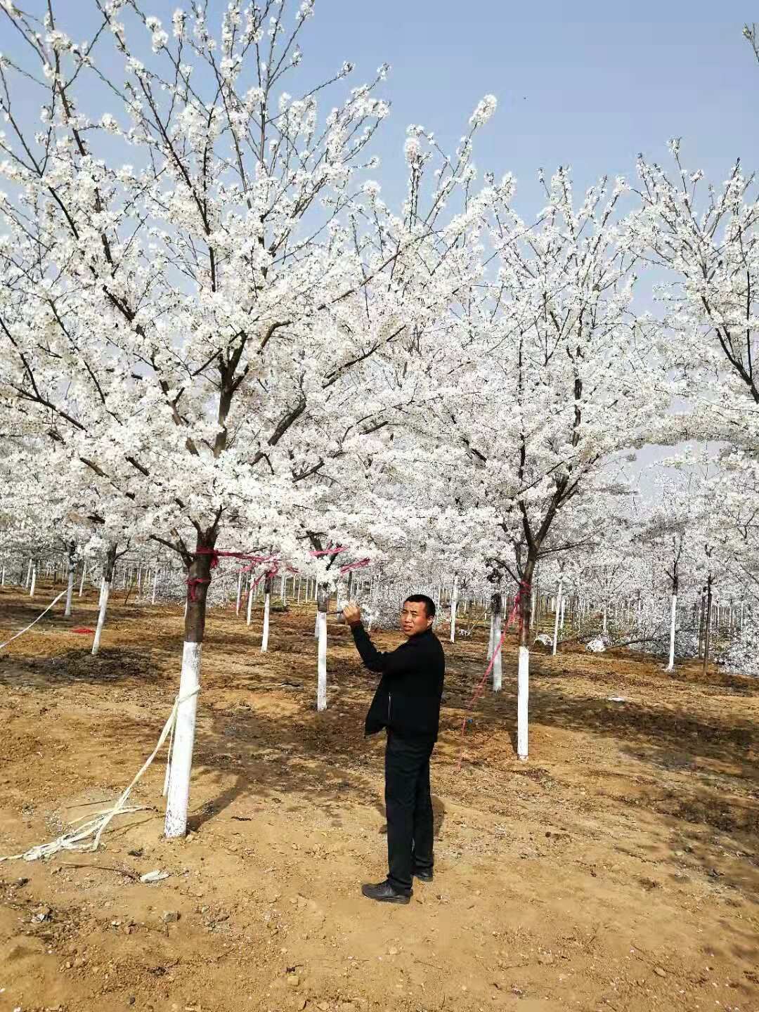 山东青岛高杆樱花基地-青岛高杆樱花价格/厂家批发报价供应商图片