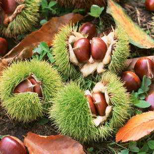 優(yōu)質(zhì)板栗圖片/優(yōu)質(zhì)板栗樣板圖 (4)