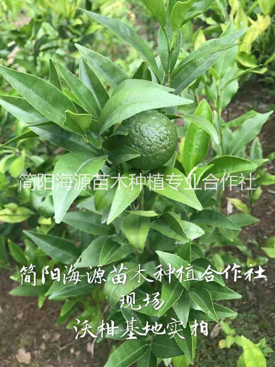 貴州沃柑苗圖片/貴州沃柑苗樣板圖 (2)