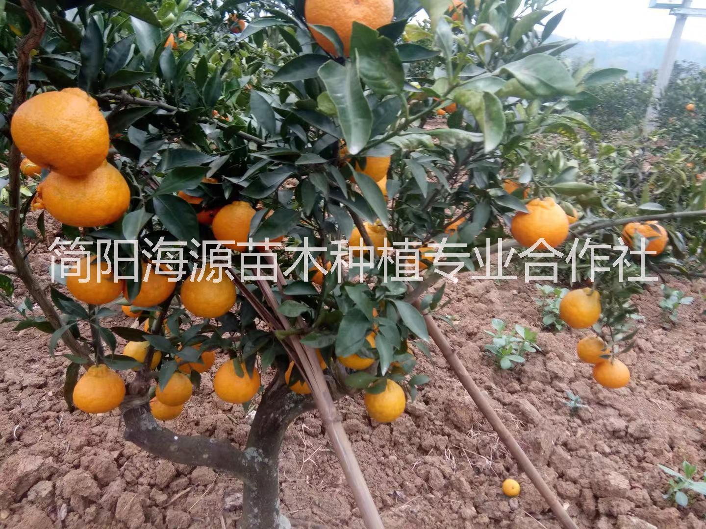 柑橘不知火种苗种植基地直销