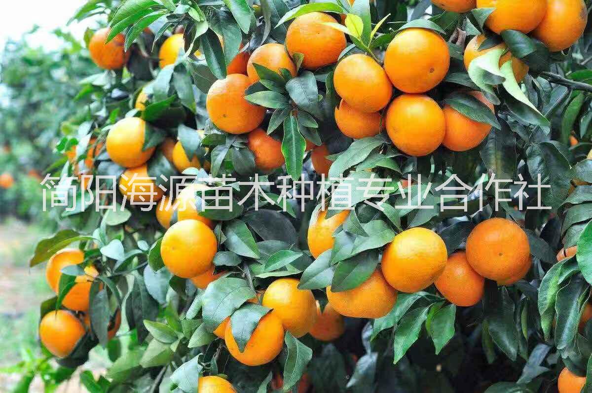 湖北沃柑苗種植基地直銷價(jià)格