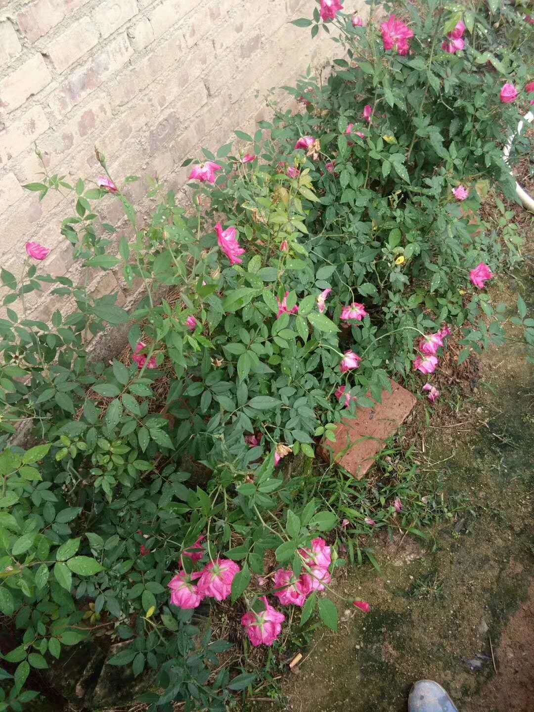 豐花月季0圖片