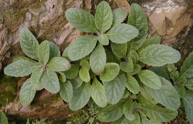 玄參芽頭的繁殖方法圖片