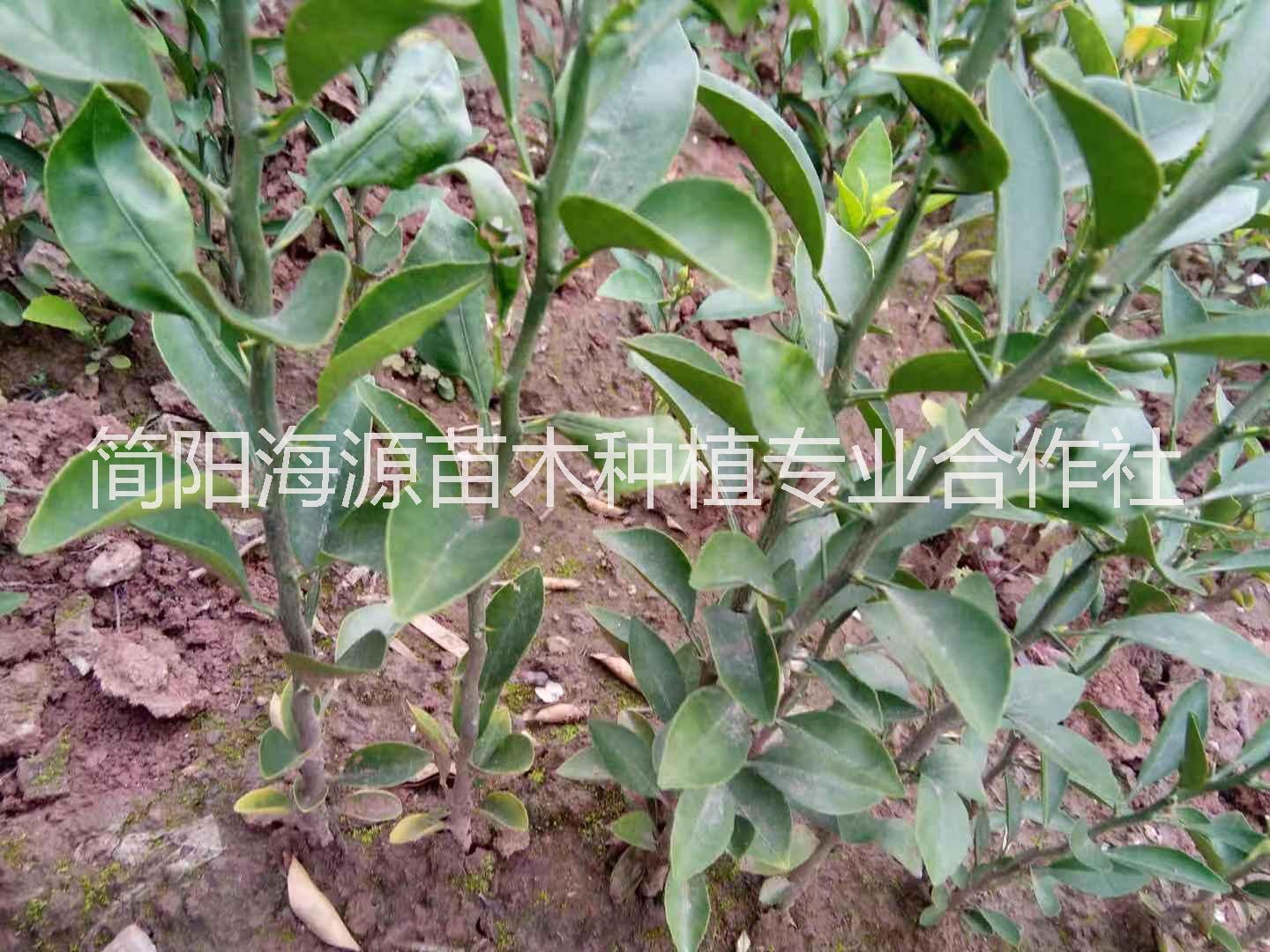 四川紅橘直生苗種植基地直銷價格