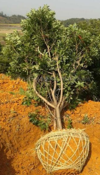 楊梅苗木種植基地圖片/楊梅苗木種植基地樣板圖 (3)