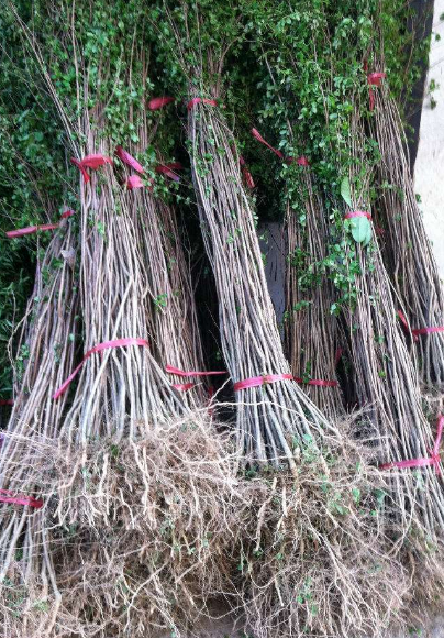 紫薇苗木種植基地圖片/紫薇苗木種植基地樣板圖 (4)
