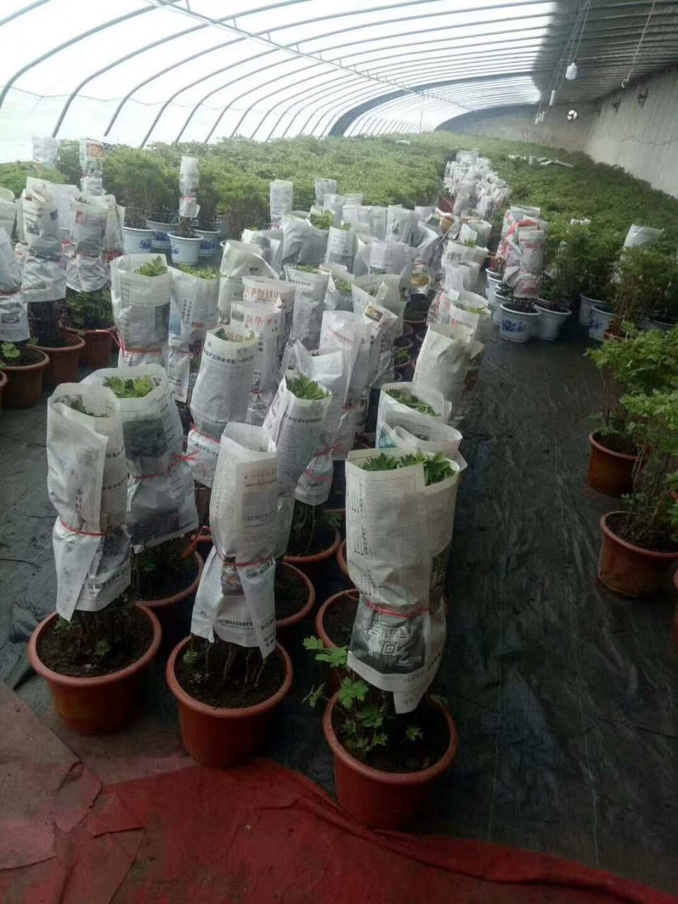 菏澤觀賞牡丹圖片/菏澤觀賞牡丹樣板圖 (2)