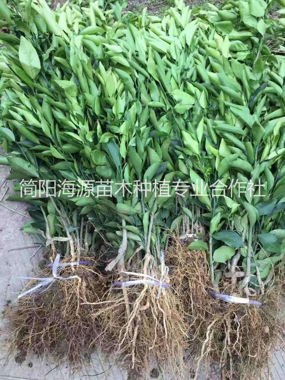 湖南爱媛38号柑橘苗种植基地直销价格