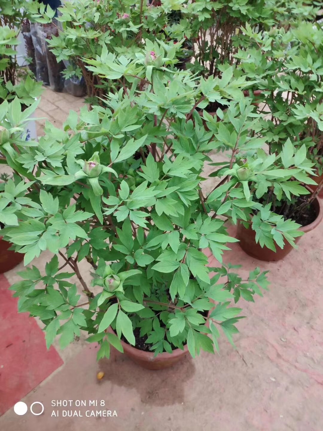 早期催花牡丹批發(fā)出售品種齊全圖片/早期催花牡丹批發(fā)出售品種齊全樣板圖 (3)