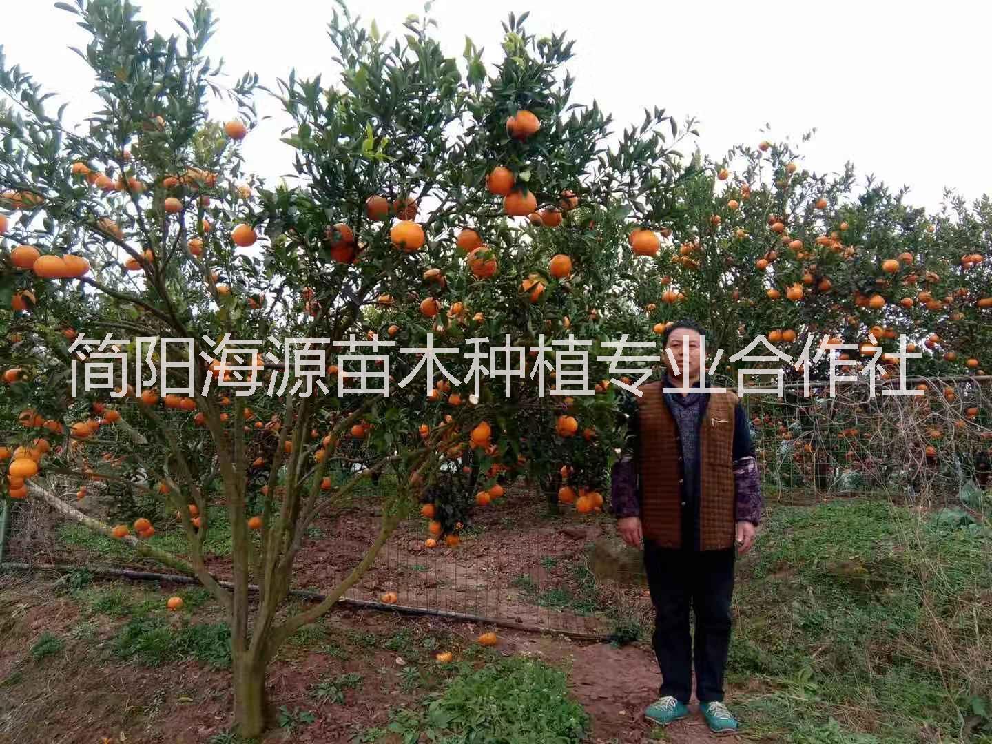 云南春見柑橘苗種植基地直銷價格