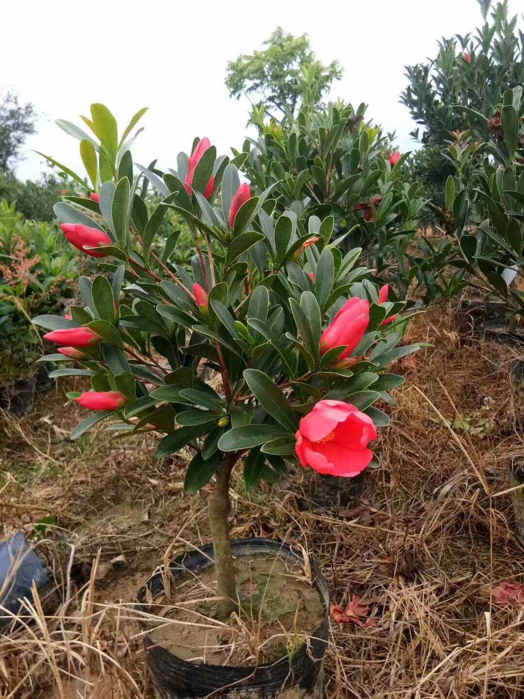 湖南四季杜鹃红山茶花基地-供应湖南四季杜鹃红山茶花厂家批发报价价格表图片