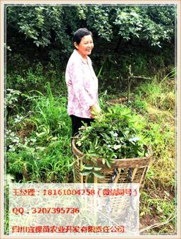 四川適合種植嫁接藤椒苗嗎？圖片/四川適合種植嫁接藤椒苗嗎？樣板圖 (3)
