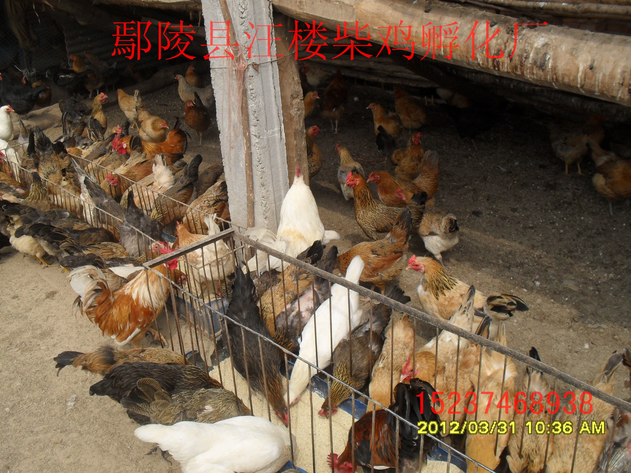 許昌純柴雞苗圖片/許昌純柴雞苗樣板圖 (3)