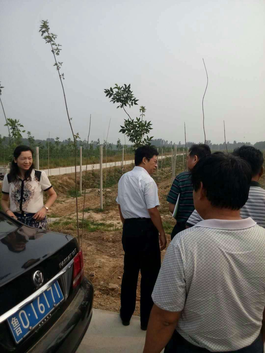 蘋果苗培育圖片/蘋果苗培育樣板圖 (3)