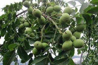 薄香一號(hào)核桃，核桃樹苗圖片