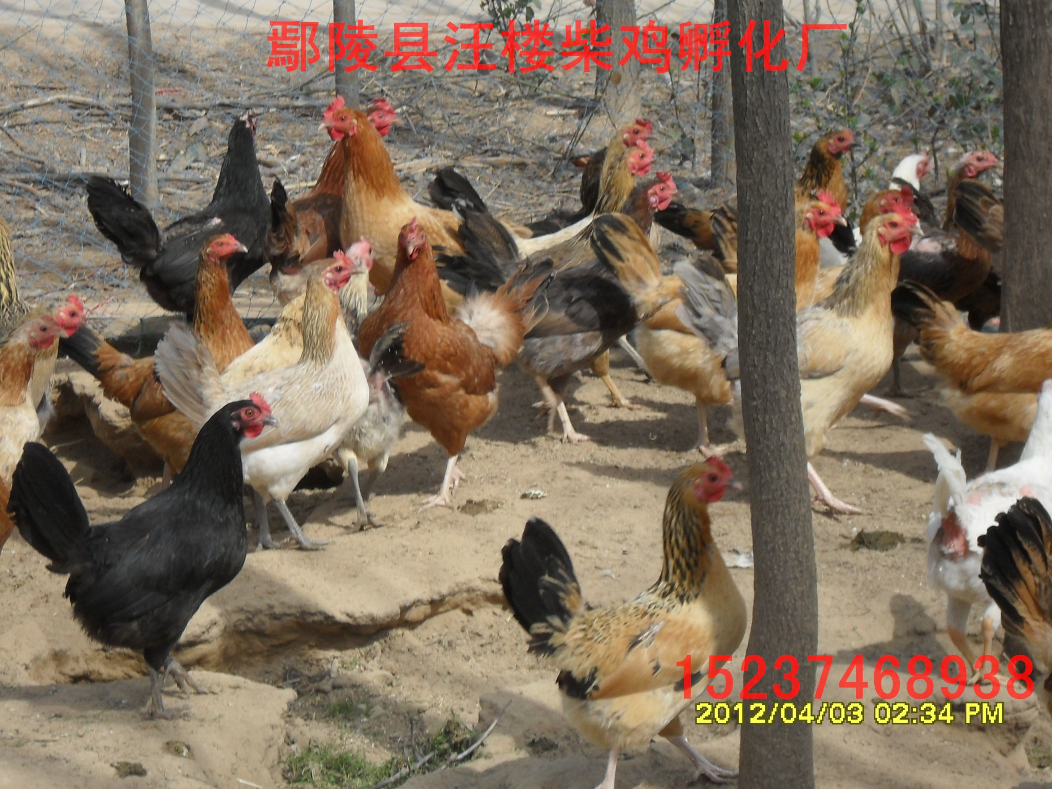 許昌純柴雞苗圖片/許昌純柴雞苗樣板圖 (4)