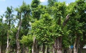 小葉榕圖片/小葉榕樣板圖 (4)