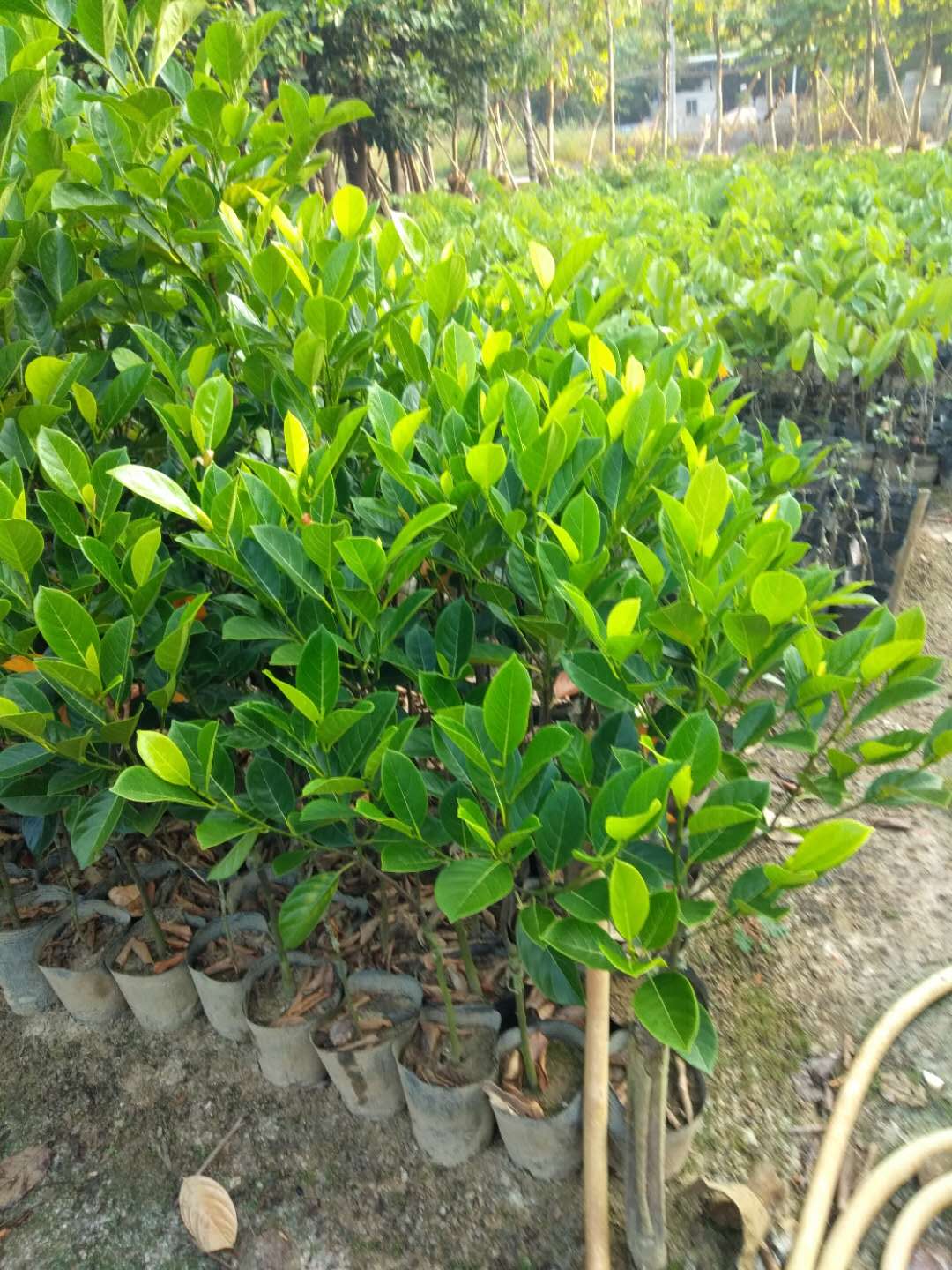 菠蘿蜜苗圖片/菠蘿蜜苗樣板圖 (3)
