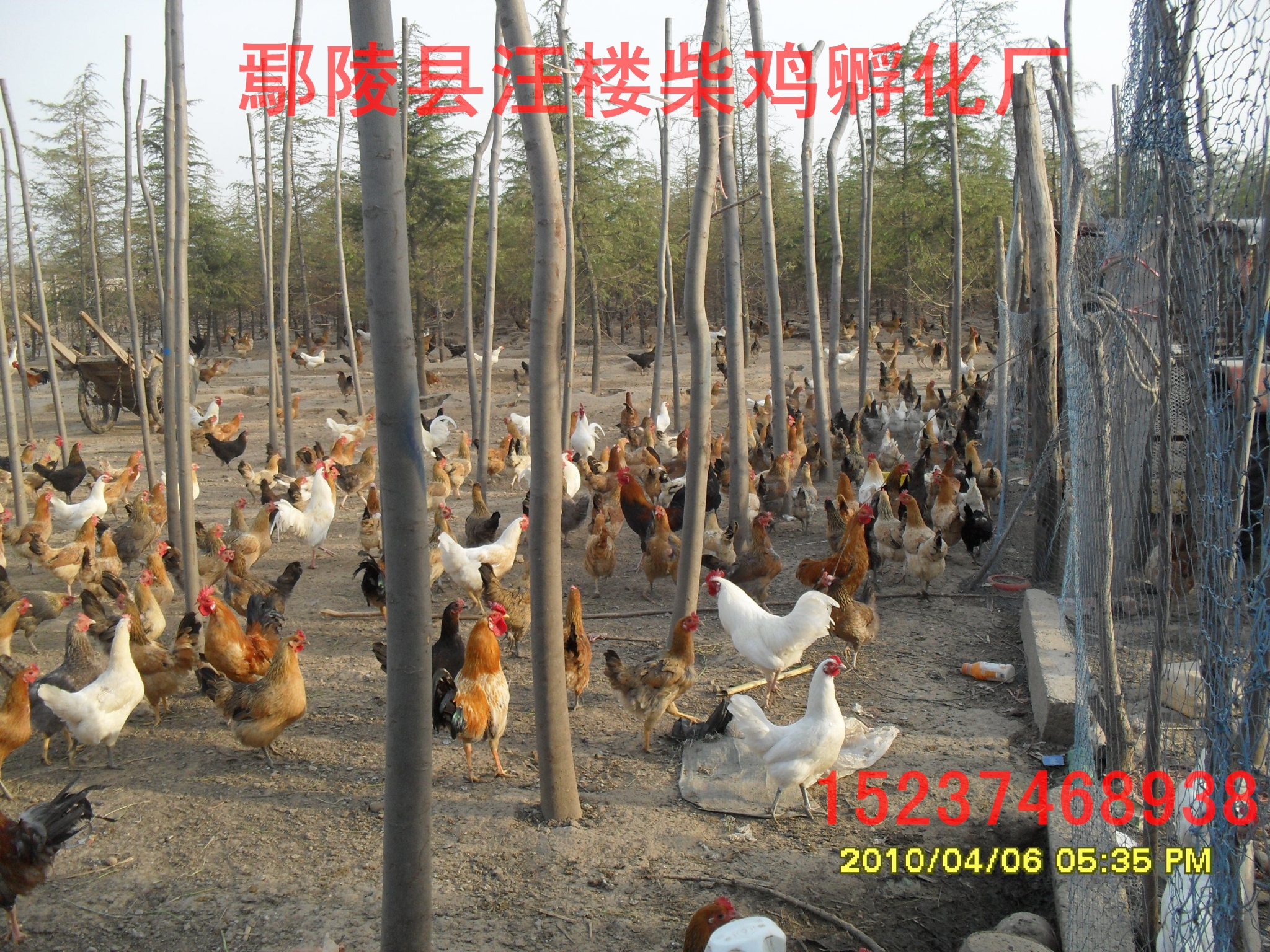 優(yōu)質(zhì)純柴雞苗圖片/優(yōu)質(zhì)純柴雞苗樣板圖 (3)