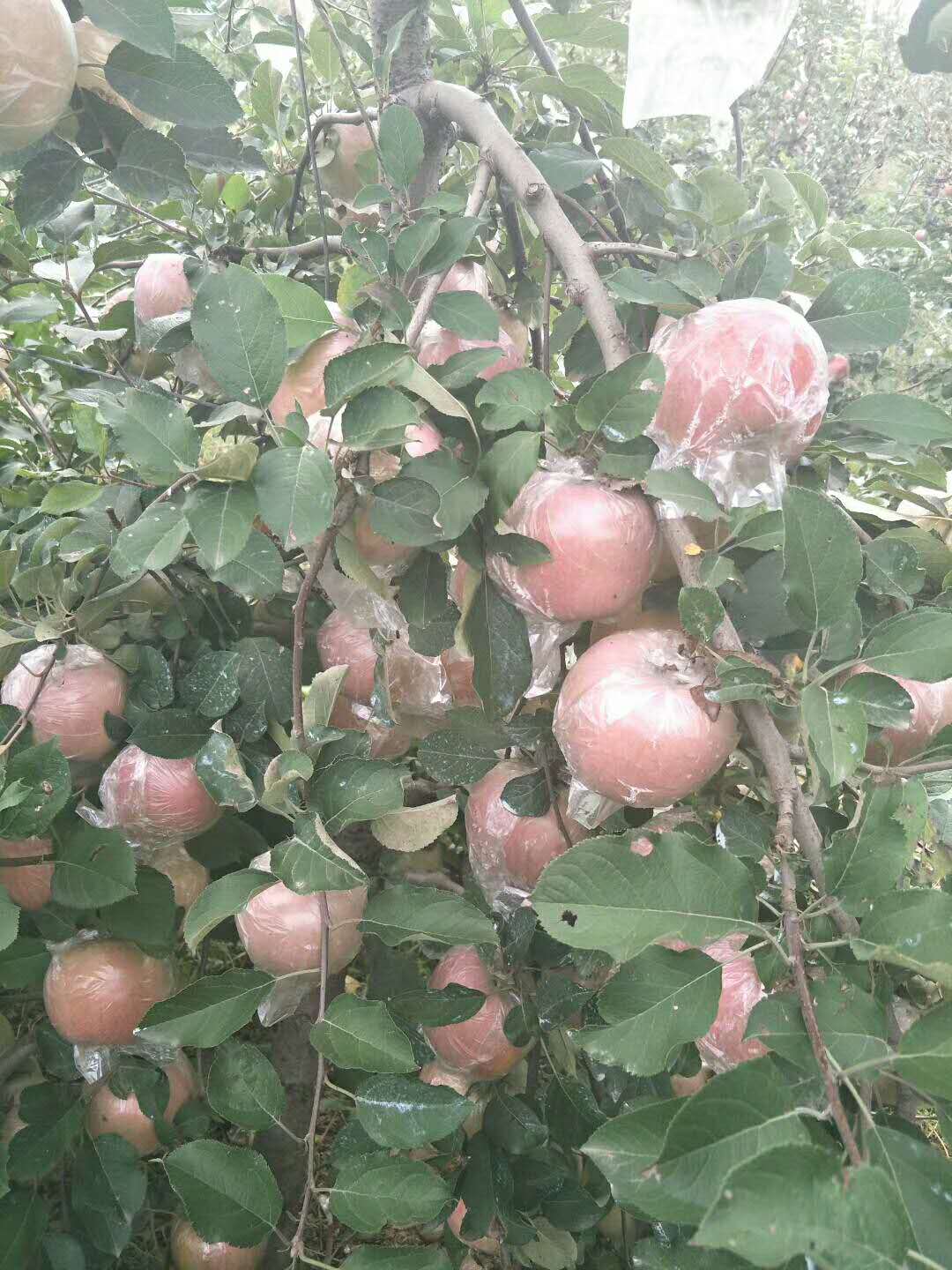 山東冠縣蘋果苗基地哪家好