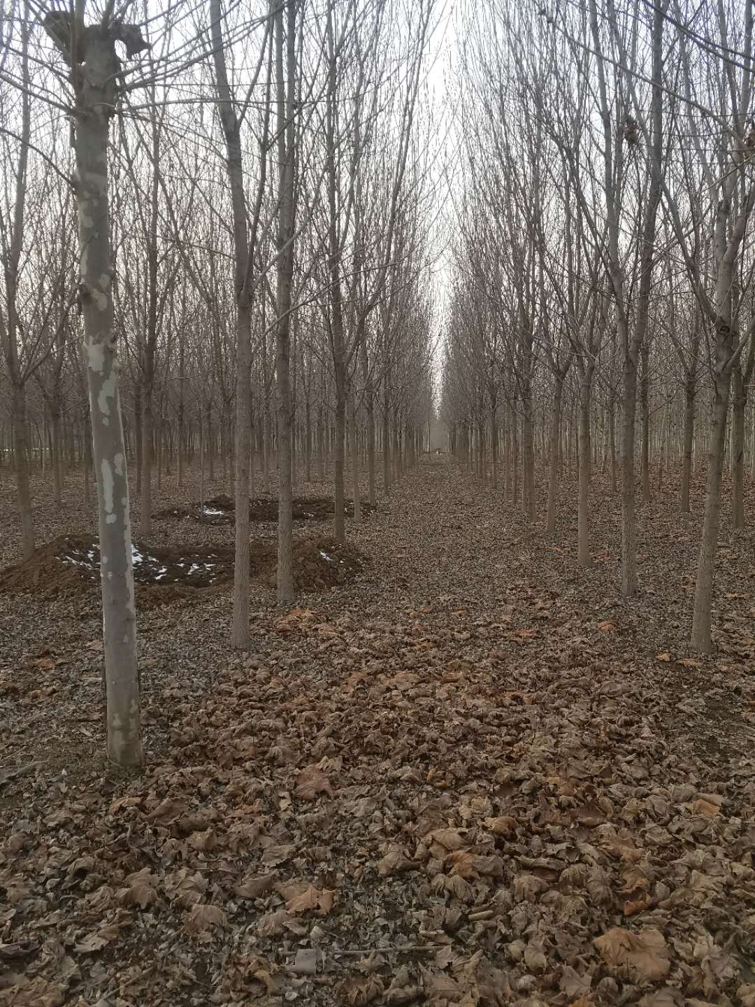 济宁速生白蜡 了解速生白蜡栽培的技术图片