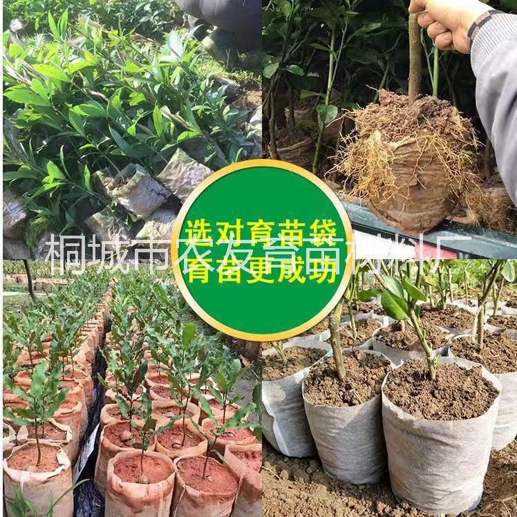 基質(zhì)育苗圖片/基質(zhì)育苗樣板圖 (3)