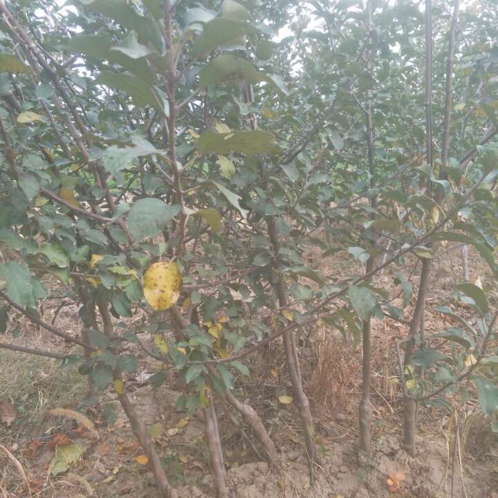 冠縣圖片/冠縣樣板圖 (3)