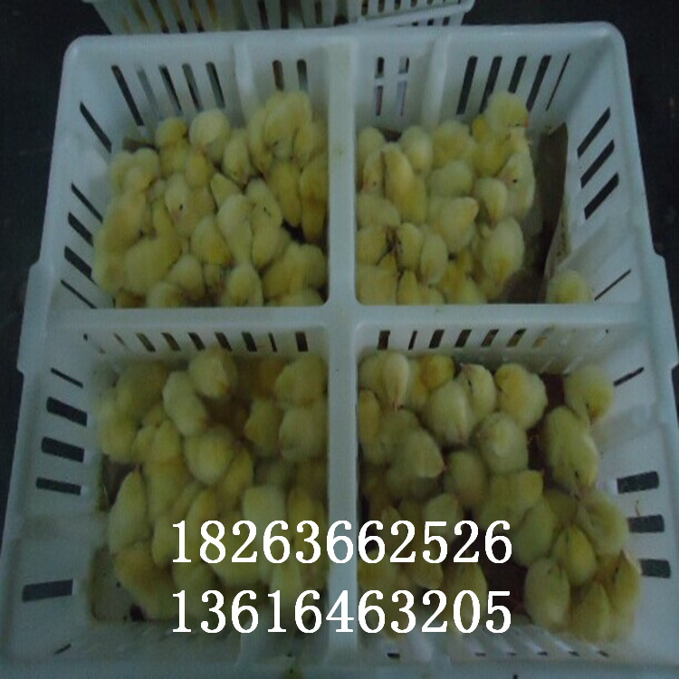 雞苗專用運輸籠圖片/雞苗專用運輸籠樣板圖 (1)