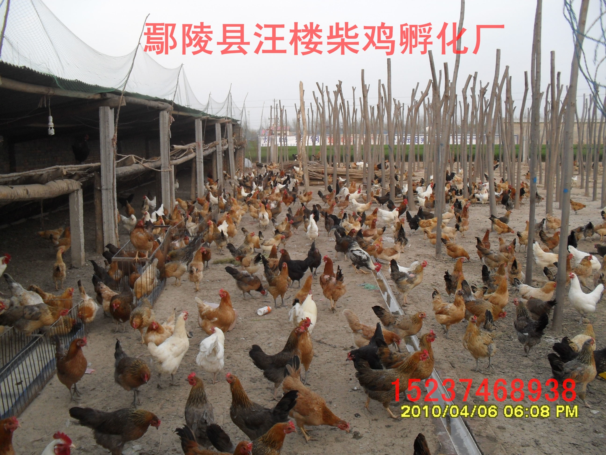 柴雞苗  優(yōu)質(zhì)柴雞苗 ，散養(yǎng)柴雞