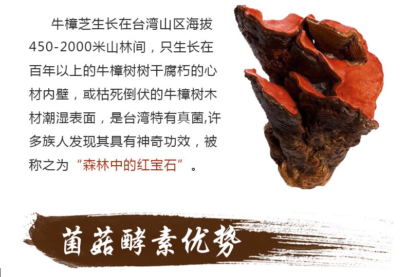 牛樟芝酵素圖片/牛樟芝酵素樣板圖 (2)