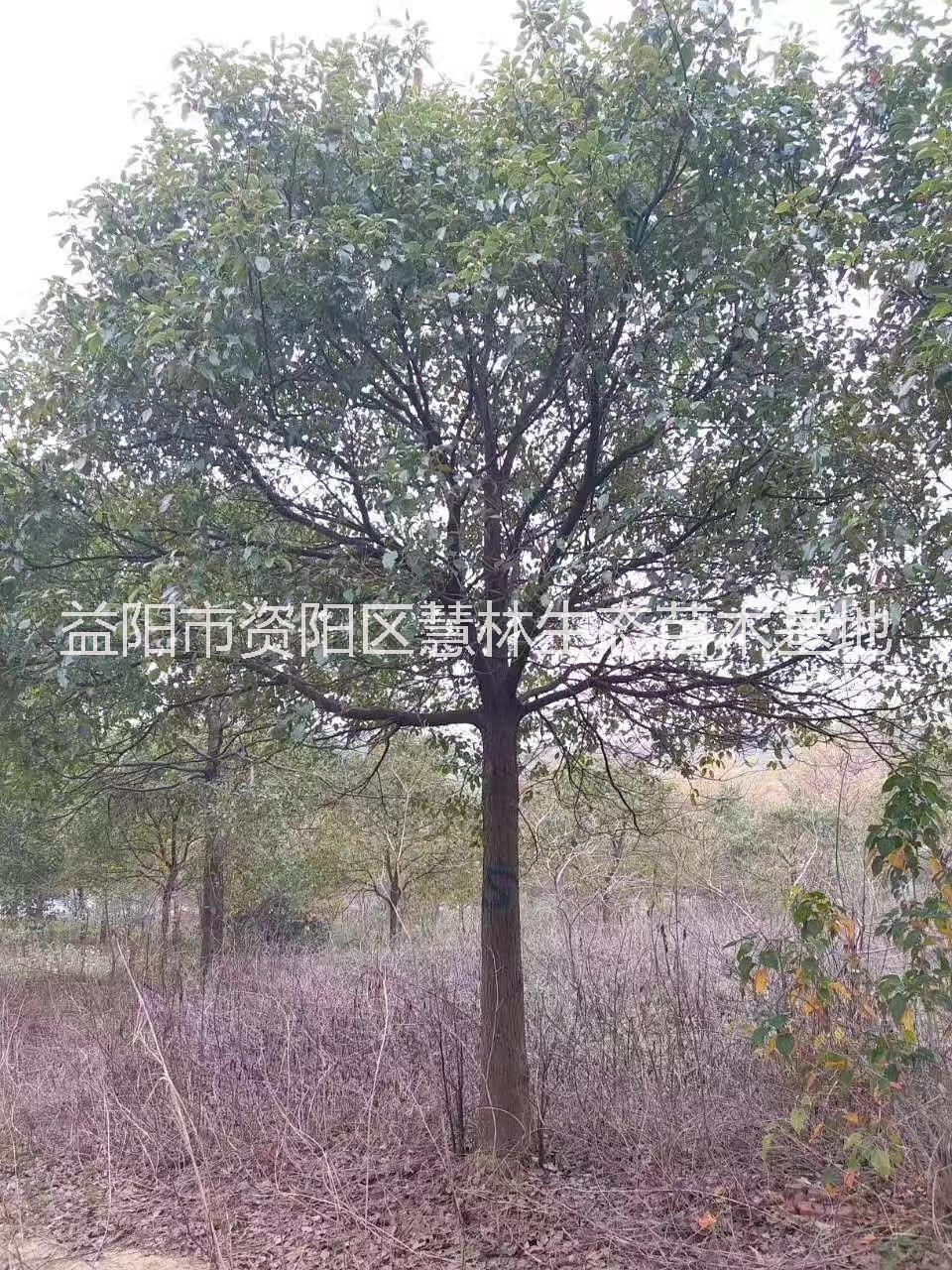 株洲香樟种植基地株洲香樟种植基地，价格，批发 【益阳市资阳区慧林生态苗木基地】