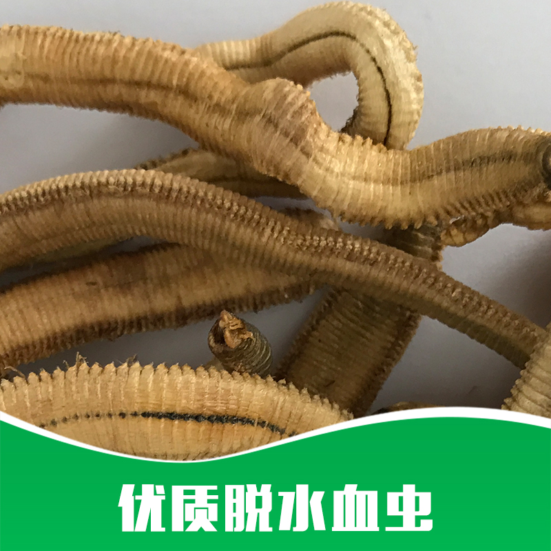 脫水血蟲批發(fā)圖片/脫水血蟲批發(fā)樣板圖 (2)