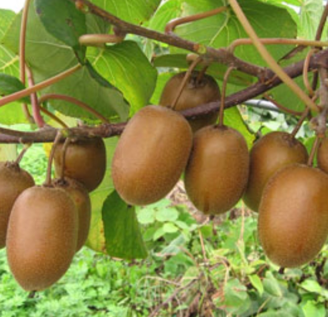 ?奇異果果苗 優(yōu)質(zhì)紅心獼猴桃苗 獼猴桃苗培育基地圖片