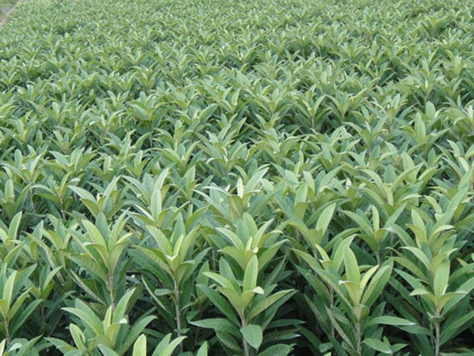 枇杷果苗圖片/枇杷果苗樣板圖 (3)