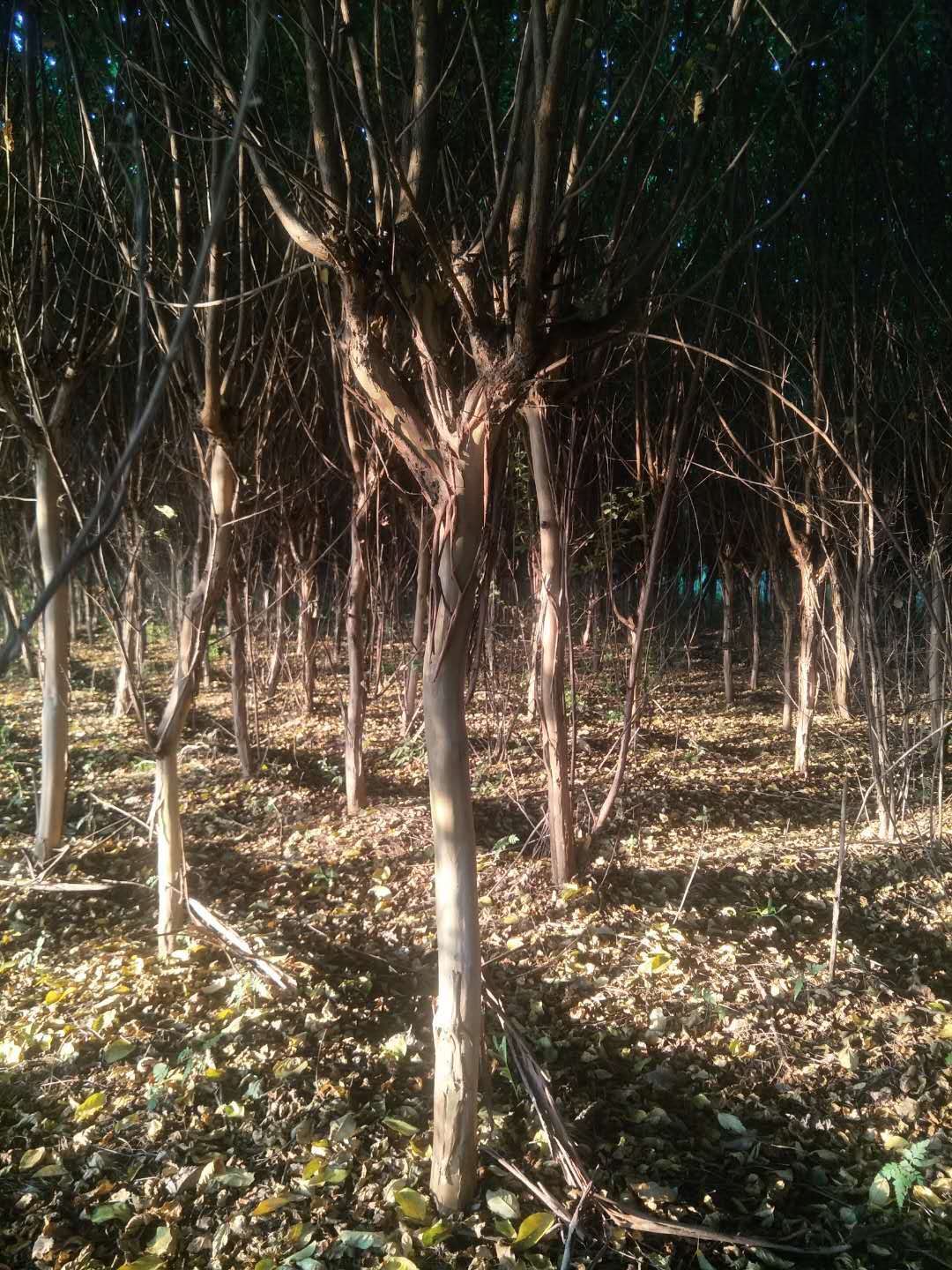 紫薇圖片/紫薇樣板圖 (3)