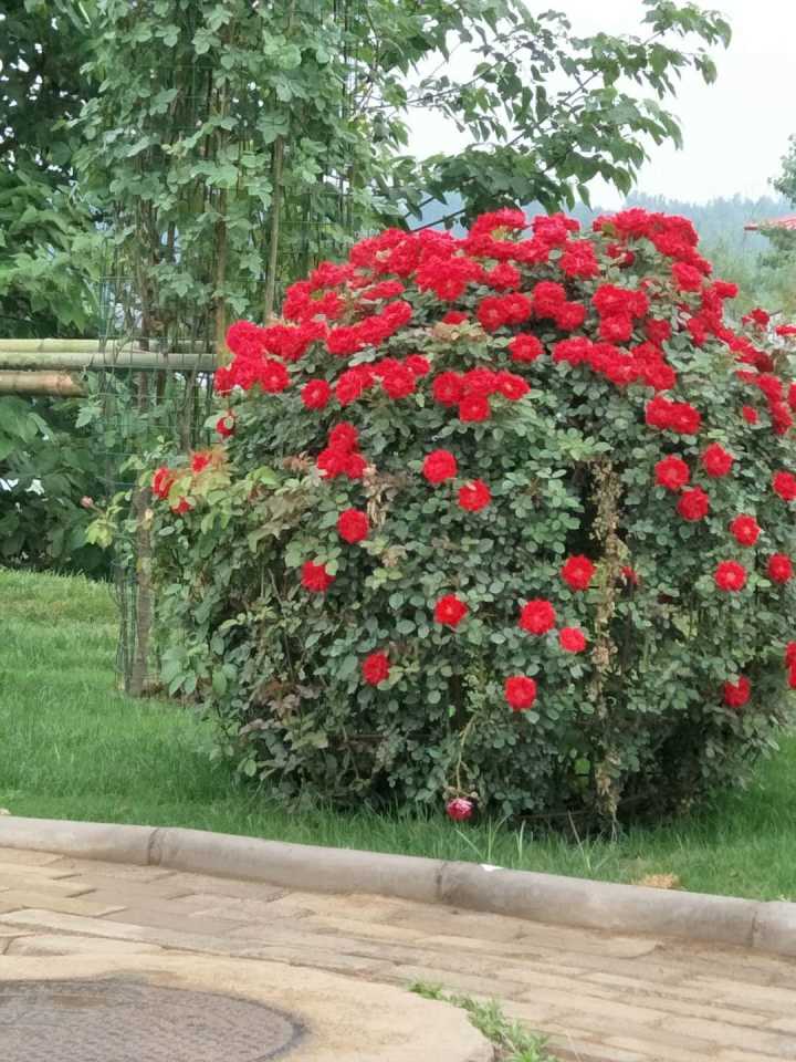 月季花圖片/月季花樣板圖 (4)