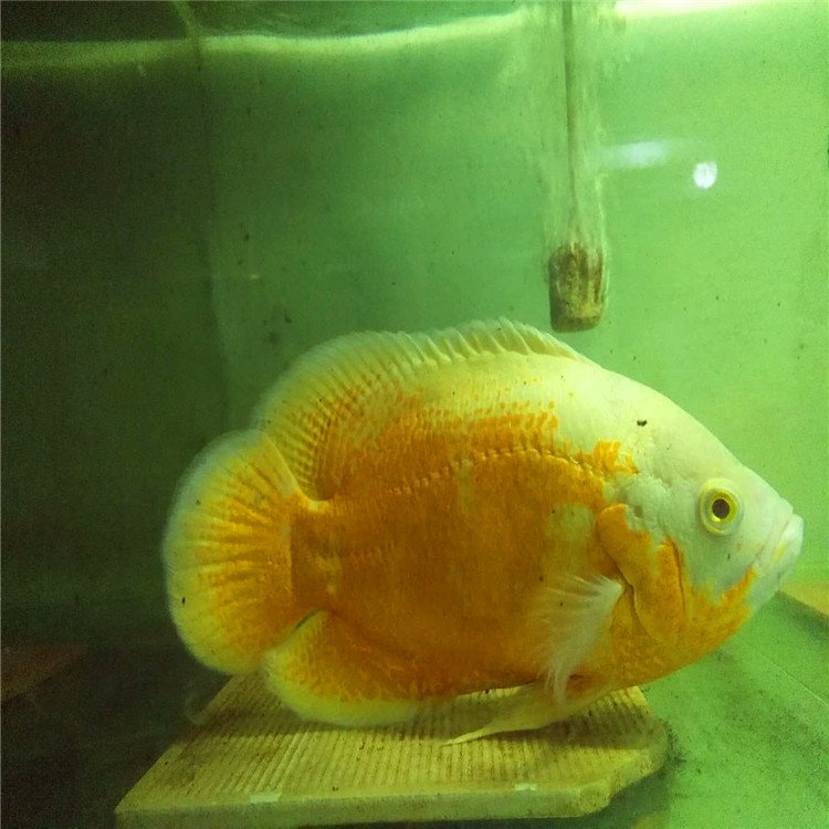 地圖魚圖片/地圖魚樣板圖 (3)