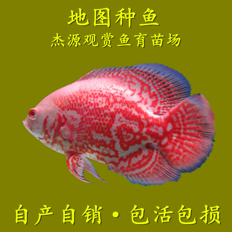 地圖魚(yú)種魚(yú)-地圖種魚(yú)廠家批發(fā)價(jià)格報(bào)價(jià)/廣州繁殖場(chǎng)
