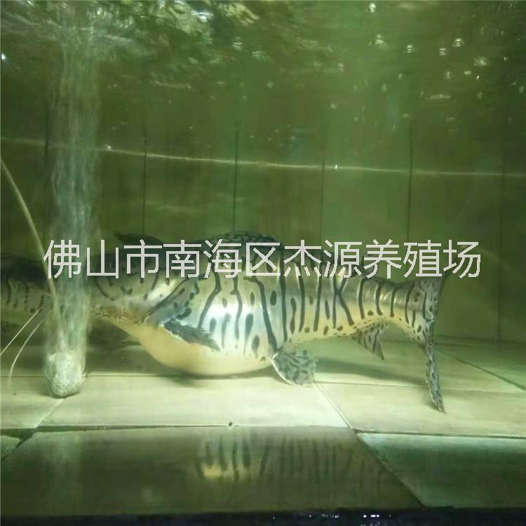 鴨嘴圖片/鴨嘴樣板圖 (4)