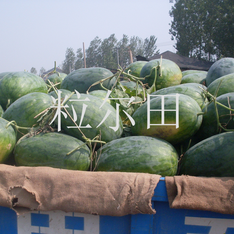粒爾田豐收三西瓜種子圖片