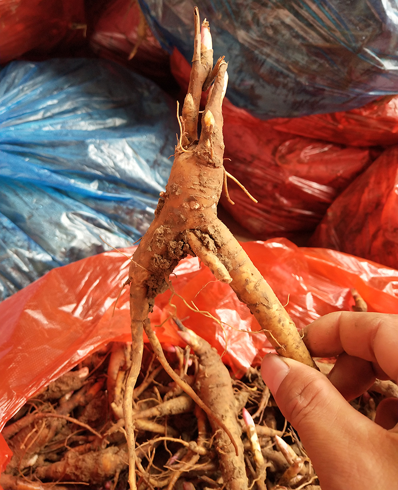 芍藥種植_芍藥如何增加產(chǎn)量