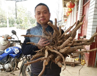 芍药种植 如何种植芍药