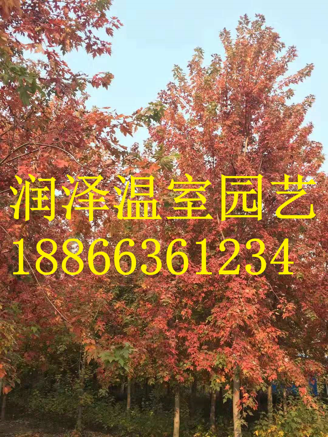 胡桃木圖片/胡桃木樣板圖 (3)