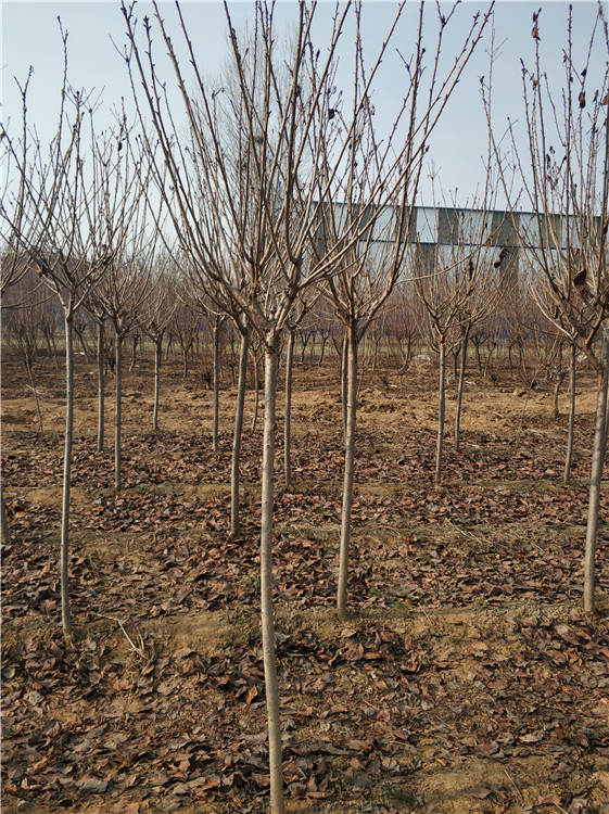 櫻花樹苗圖片/櫻花樹苗樣板圖 (2)