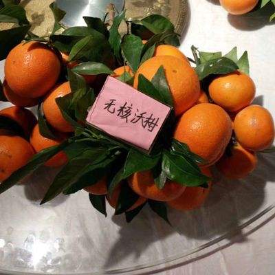 重慶無核沃柑苗-重慶無核沃柑苗基地/哪里有賣廠家批發(fā)價(jià)格