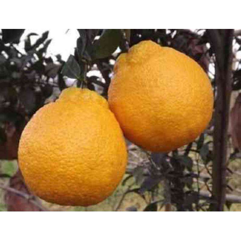 柑橘苗圖片/柑橘苗樣板圖 (4)