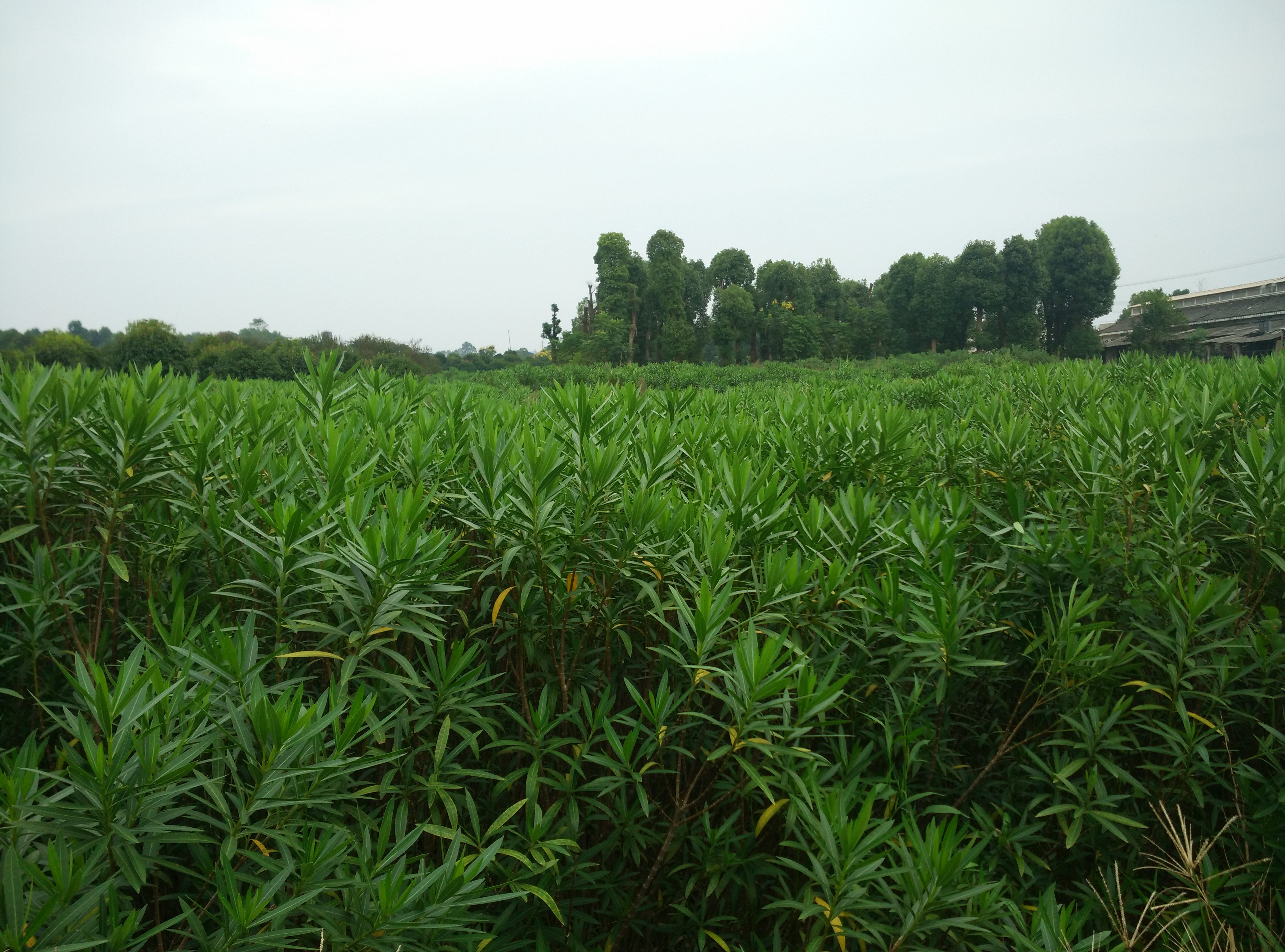 低價(jià)直銷綠化苗木夾竹桃圖片/低價(jià)直銷綠化苗木夾竹桃樣板圖 (4)