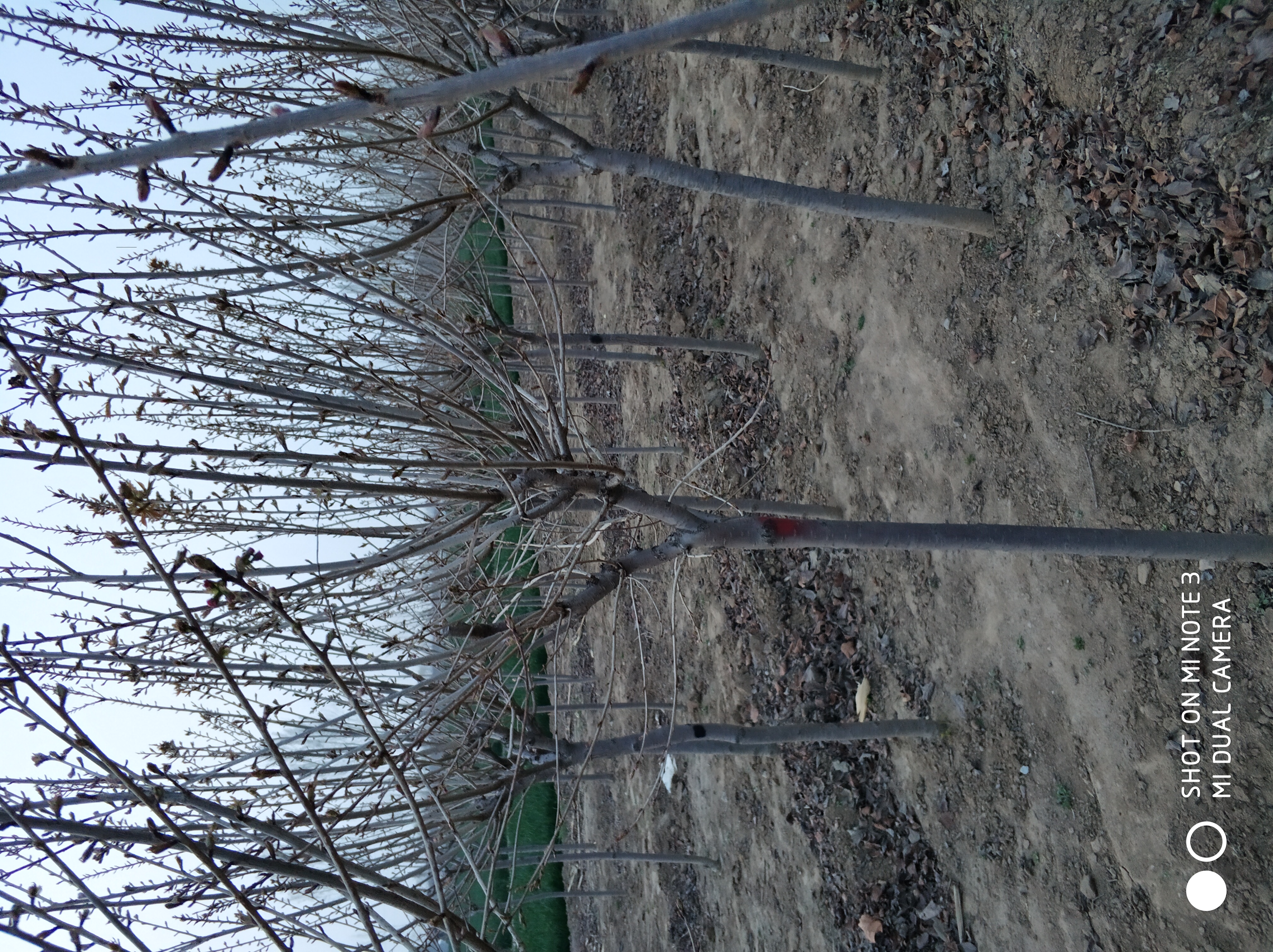 櫻花樹苗圖片/櫻花樹苗樣板圖 (3)