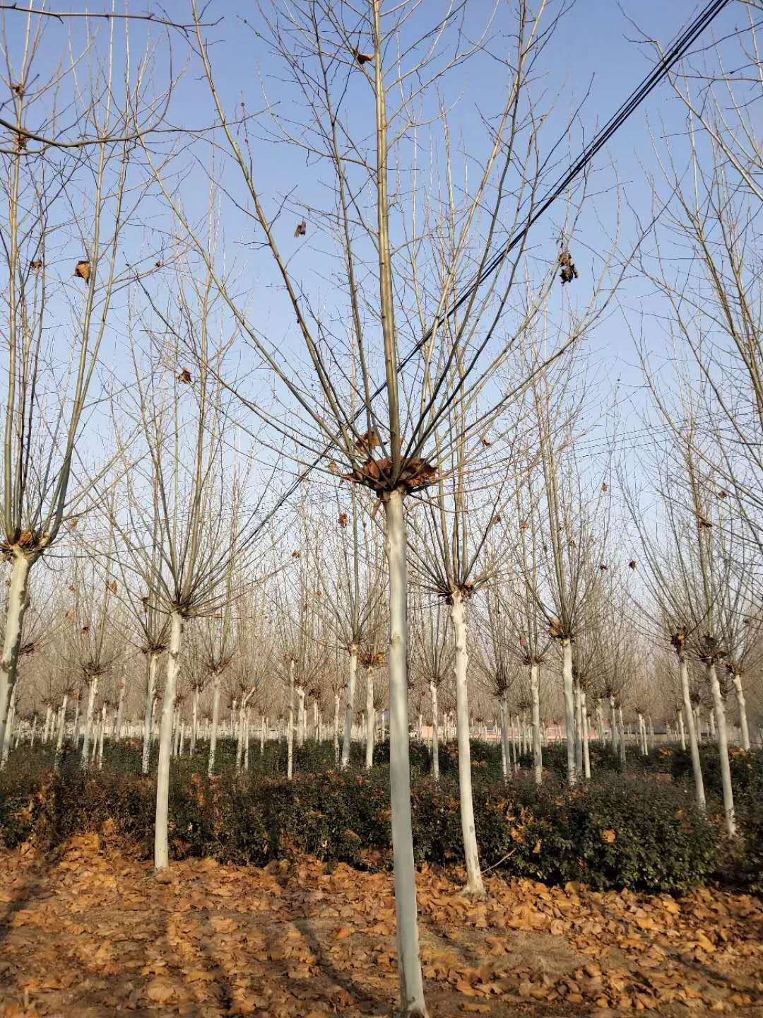 法桐苗圃批发价格   法桐苗圃种植园    法桐苗繁育基地   法桐苗圃供应商图片