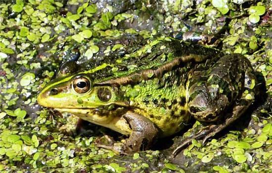 錦億豐瑞青蛙養(yǎng)殖怎么樣？圖片